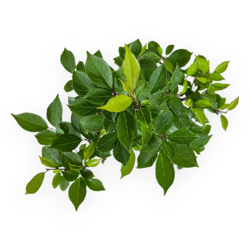 Ilex serrata - agrifoglio - 31 cm