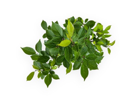 Ilex serrata - holly - 31 cm
