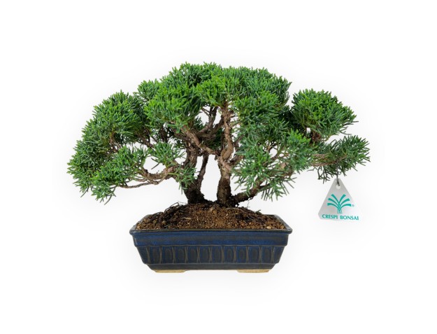 Juniperus chinensis - Wacholder - 23 cm