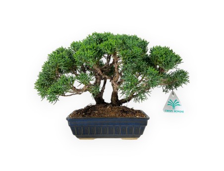 Juniperus chinensis - Jeneverbes - 23 cm