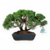 Juniperus chinensis - Jeneverbes - 23 cm