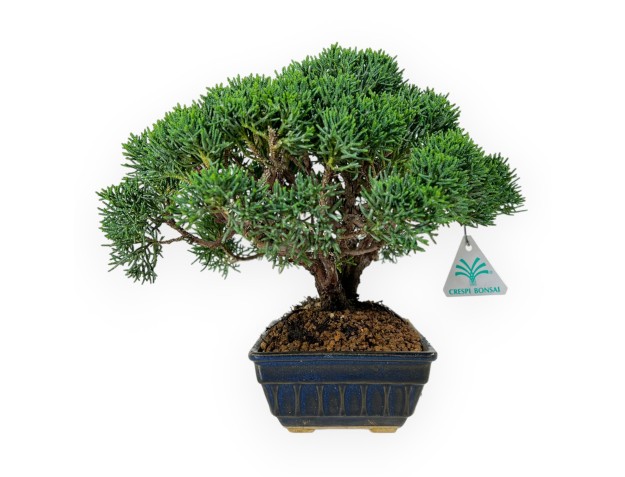 Juniperus chinensis - Wacholder - 23 cm 2