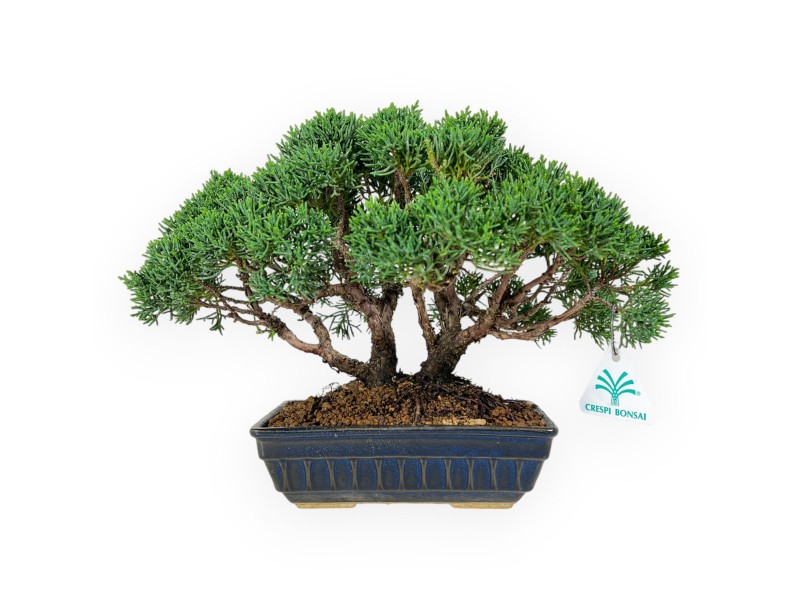 Juniperus chinensis - Wacholder - 23 cm