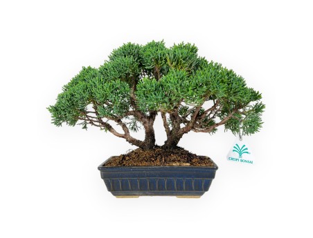 Juniperus chinensis - Wacholder - 23 cm