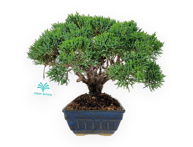 Juniperus chinensis - Juniper - 23 cm