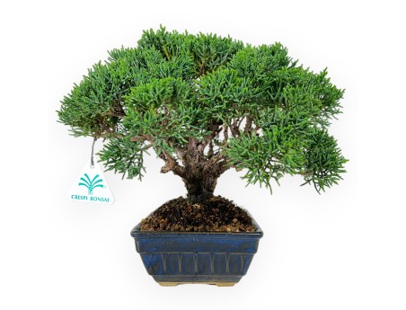 Juniperus chinensis - Juniper - 23 cm