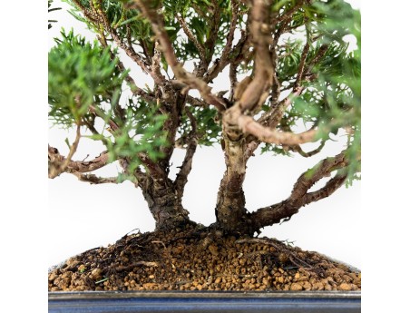 Juniperus chinensis - Enebro - 23 cm