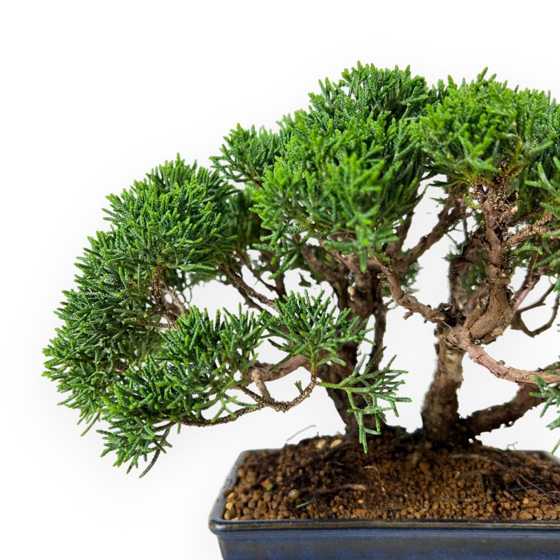 Juniperus chinensis - Juniper - 23 cm