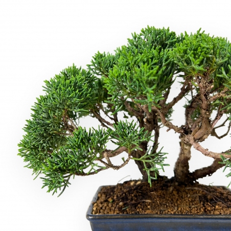 Juniperus chinensis - Genévrier - 23 cm