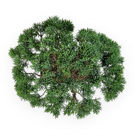 Juniperus chinensis - Jeneverbes - 23 cm