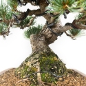 Pinus pentaphylla - Pino - 30 cm