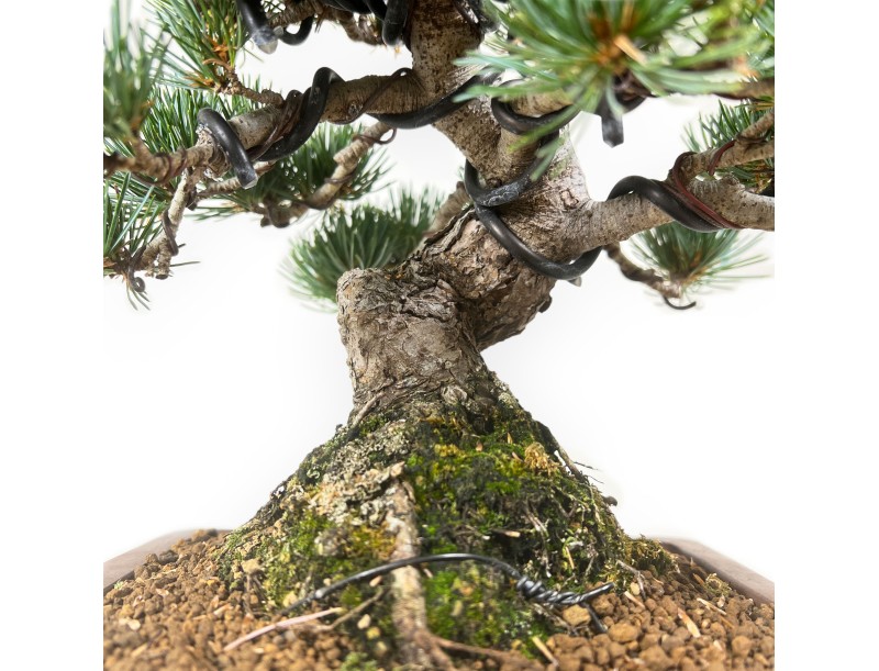 Pinus pentaphylla - Pin - 30 cm