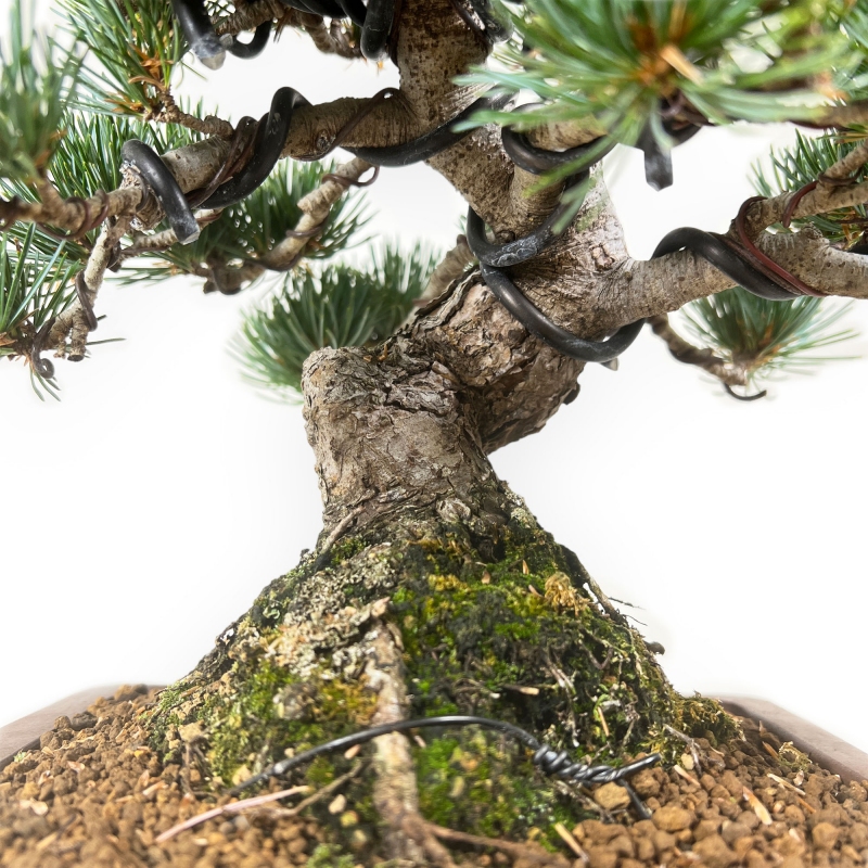 Pinus pentaphylla - Pino - 30 cm
