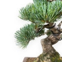 Pinus pentaphylla - Pino - 30 cm