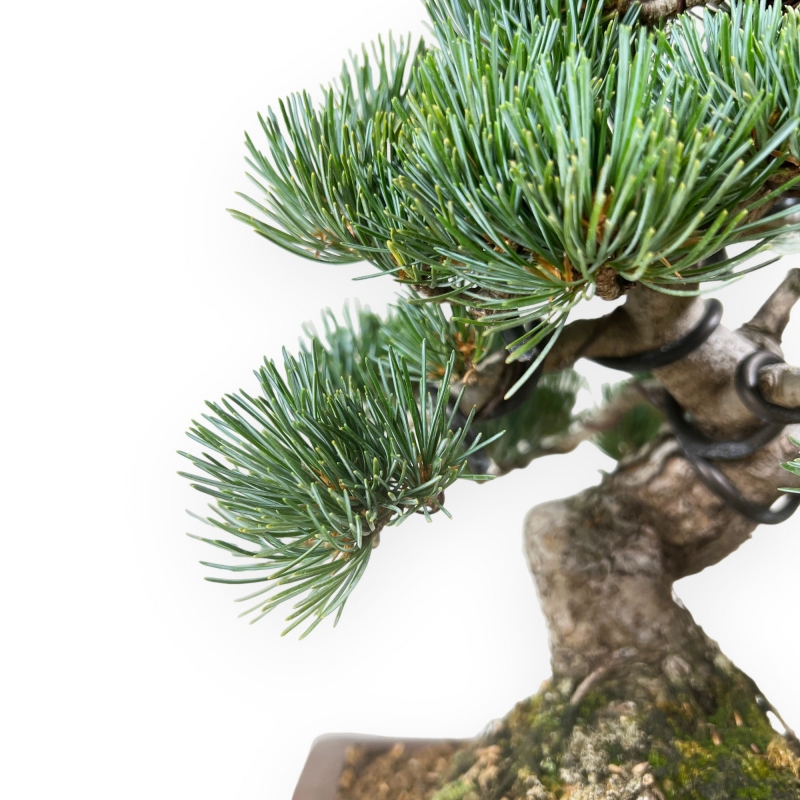 Pinus pentaphylla - Pino - 30 cm