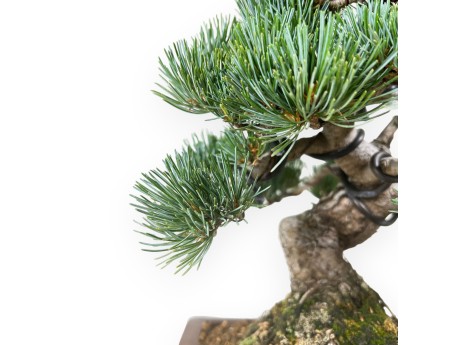 Pinus pentaphylla - Pine - 30 cm