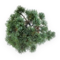 Pinus pentaphylla - Pino - 30 cm