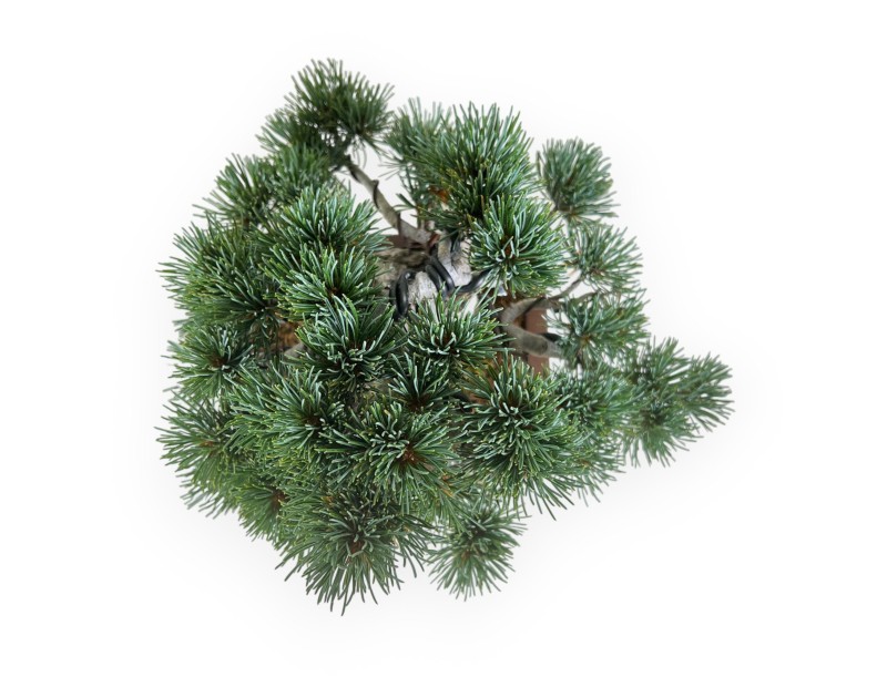 Pinus pentaphylla - Pin - 30 cm