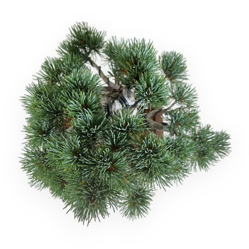 Pinus pentaphylla - Pino - 30 cm