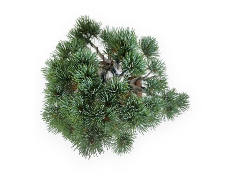Pinus pentaphylla - Pine - 30 cm