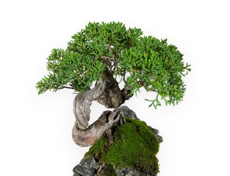Juniperus chinensis - Juniper - 21 cm