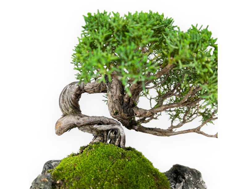 Juniperus chinensis - Juniper - 21 cm