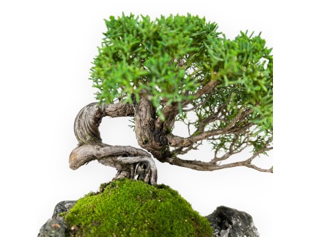 Juniperus chinensis - Ginepro - 21 cm