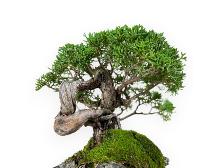 Juniperus chinensis - Ginepro - 21 cm