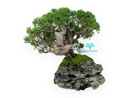Juniperus chinensis - Ginepro - 21 cm