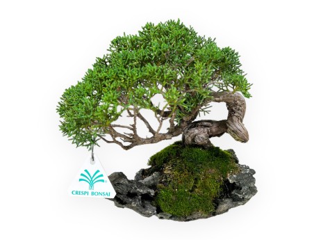 Juniperus chinensis - Genévrier - 21 cm