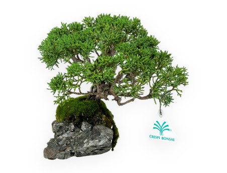 Juniperus chinensis - Ginepro - 21 cm