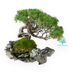 Juniperus chinensis - Ginepro - 21 cm