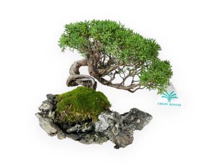 Juniperus chinensis - Ginepro - 21 cm