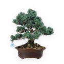Pinus pentaphylla - Pino - 55 cm