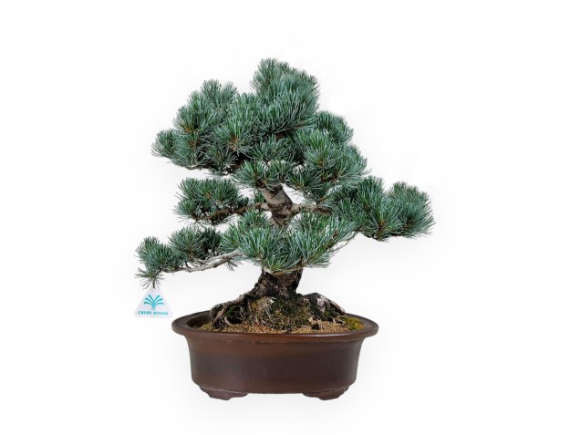 Pinus pentaphylla - Pin - 55 cm