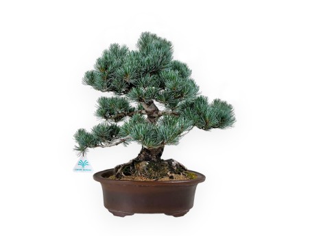 Pinus pentaphylla - Pino - 55 cm