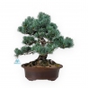 Pinus pentaphylla - Pino - 55 cm