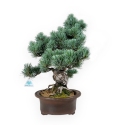 Pinus pentaphylla - Pino - 55 cm
