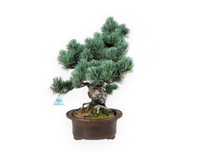 Pinus pentaphylla - Pin - 55 cm