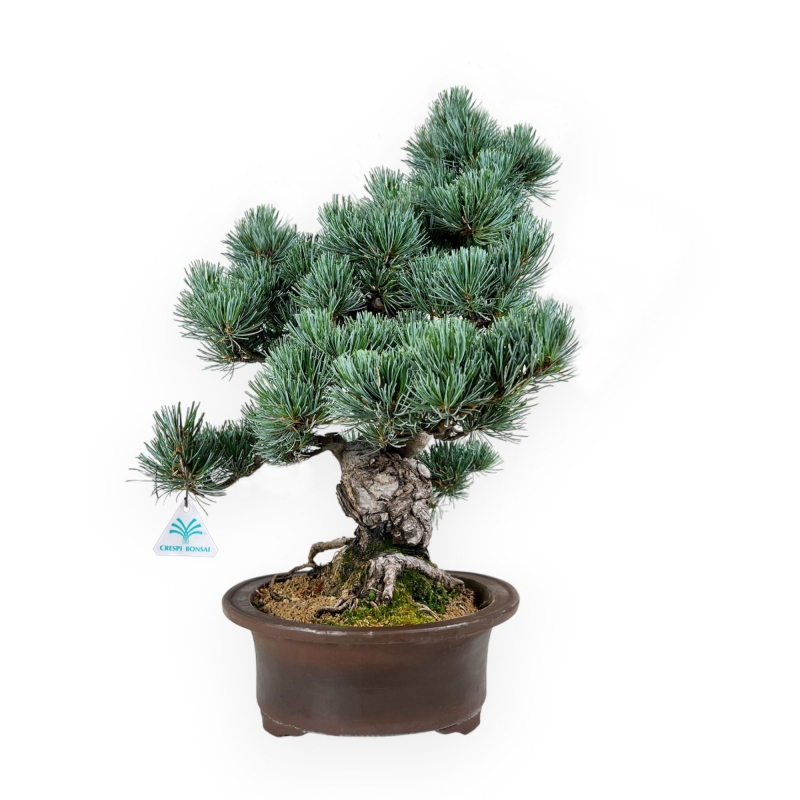 Pinus pentaphylla - Pino - 55 cm