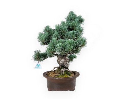 Pinus pentaphylla - Pin - 55 cm