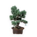 Pinus pentaphylla - Pino - 55 cm