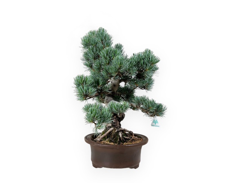 Pinus pentaphylla - Pin - 55 cm