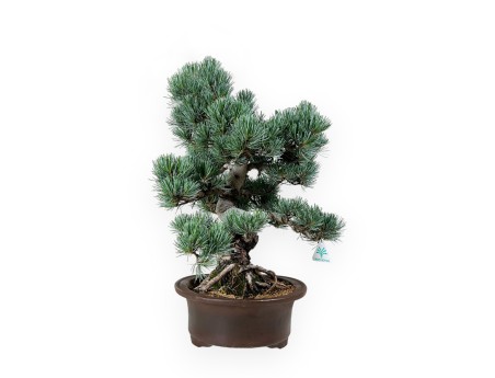 Pinus pentaphylla - Pin - 55 cm