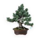 Pinus pentaphylla - Pino - 55 cm