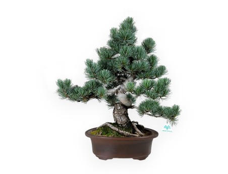 Pinus pentaphylla - Pine - 55 cm