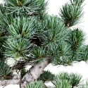Pinus pentaphylla - Pino - 55 cm