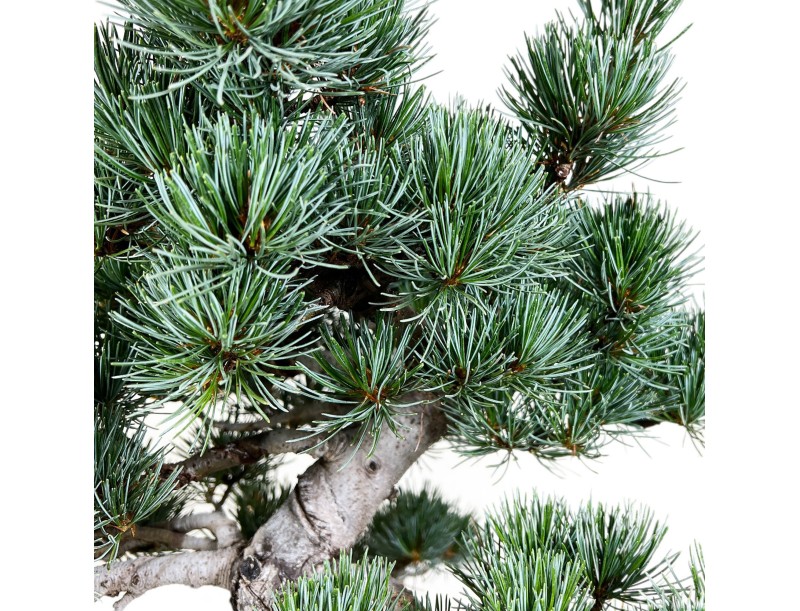 Pinus pentaphylla - Pin - 55 cm