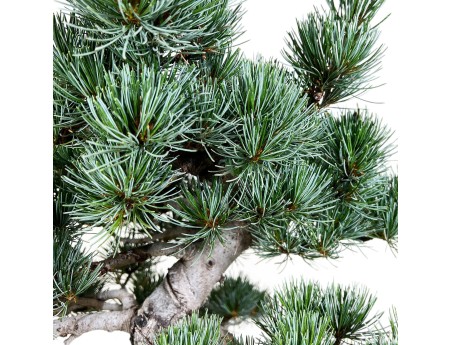 Pinus pentaphylla - Pin - 55 cm