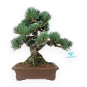 Pinus pentaphylla - Pino - 30 cm